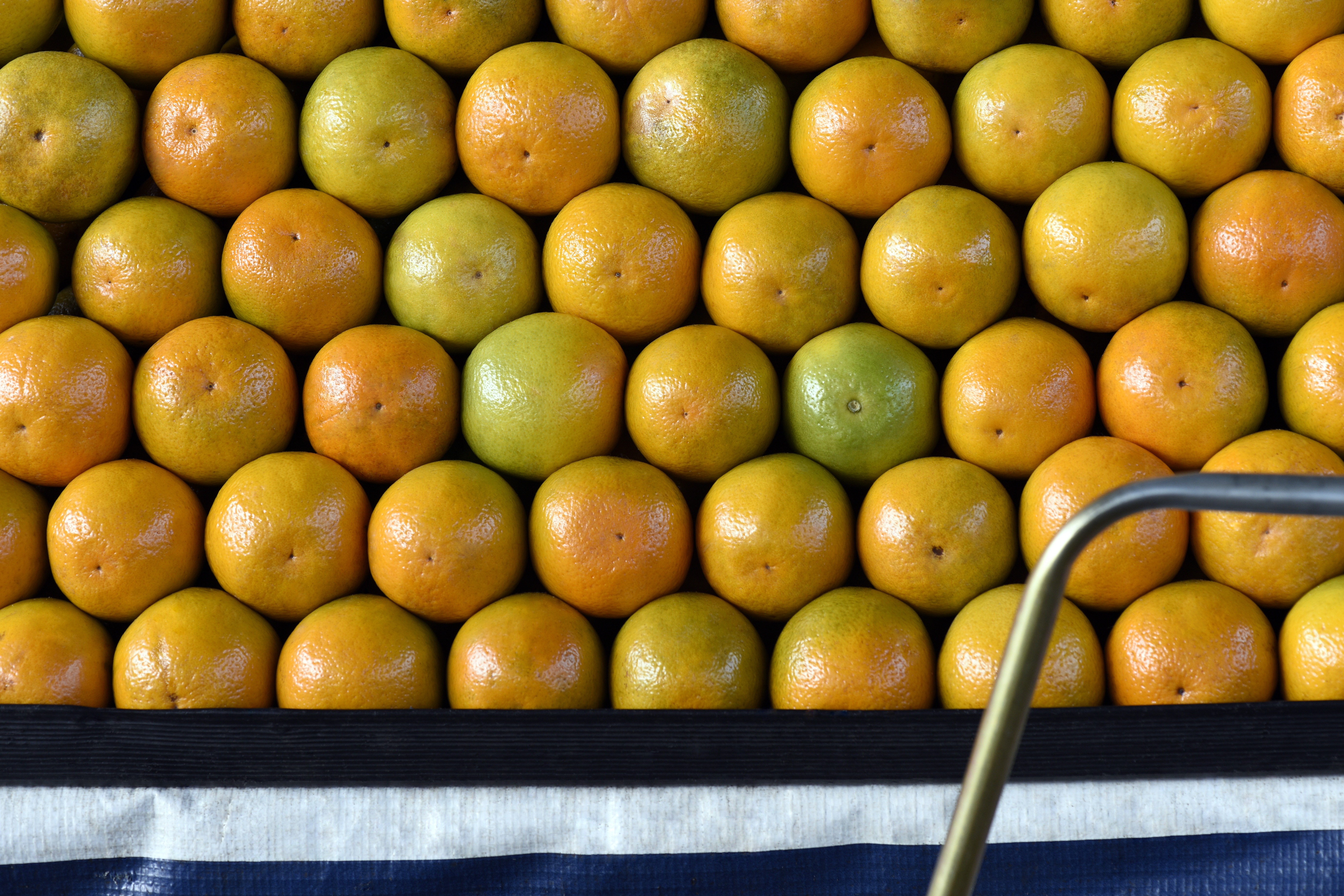 orange-citrus-regreening-freshpoint-produce
