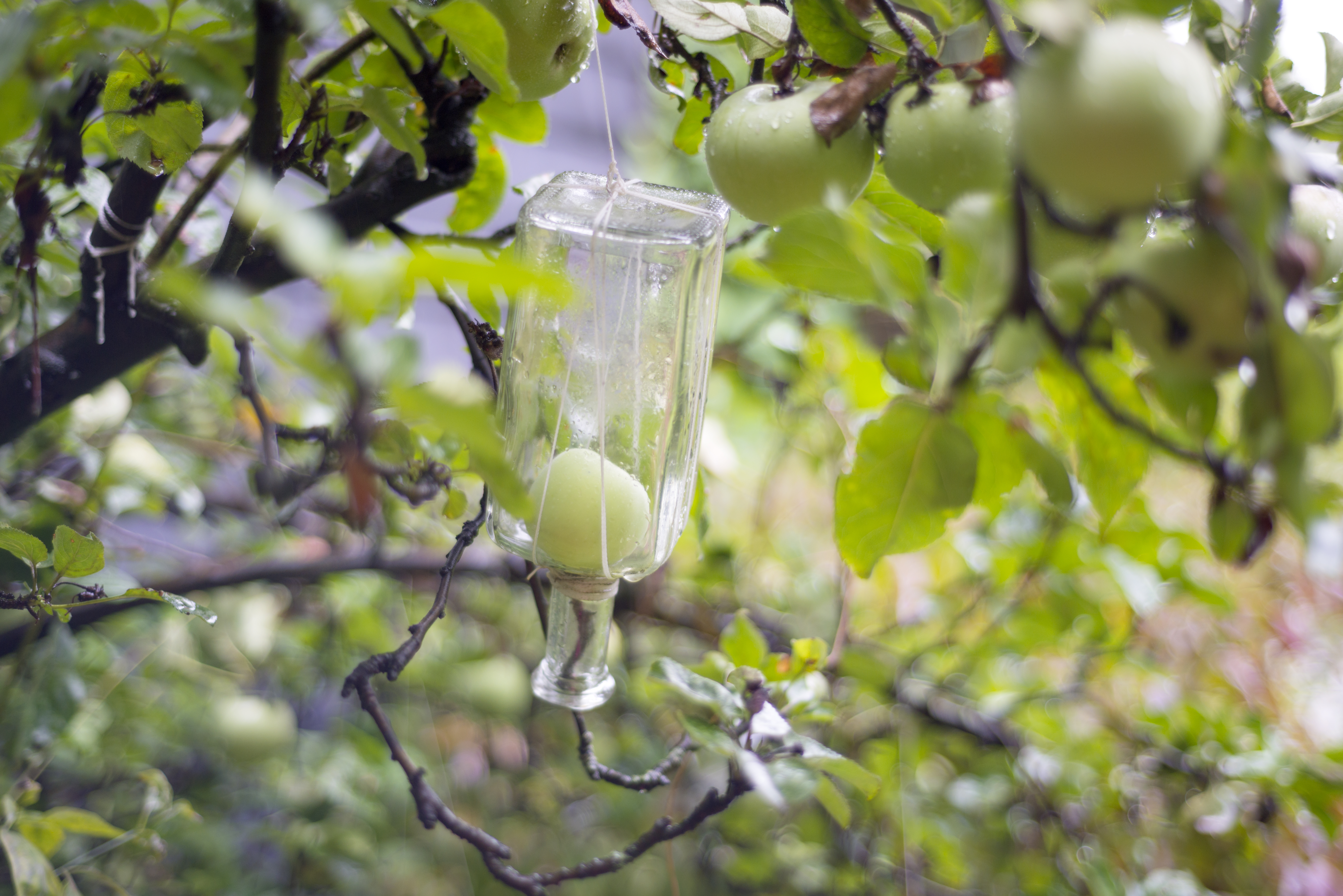 pear-growing-in-a-bottle-freshpoint-produce