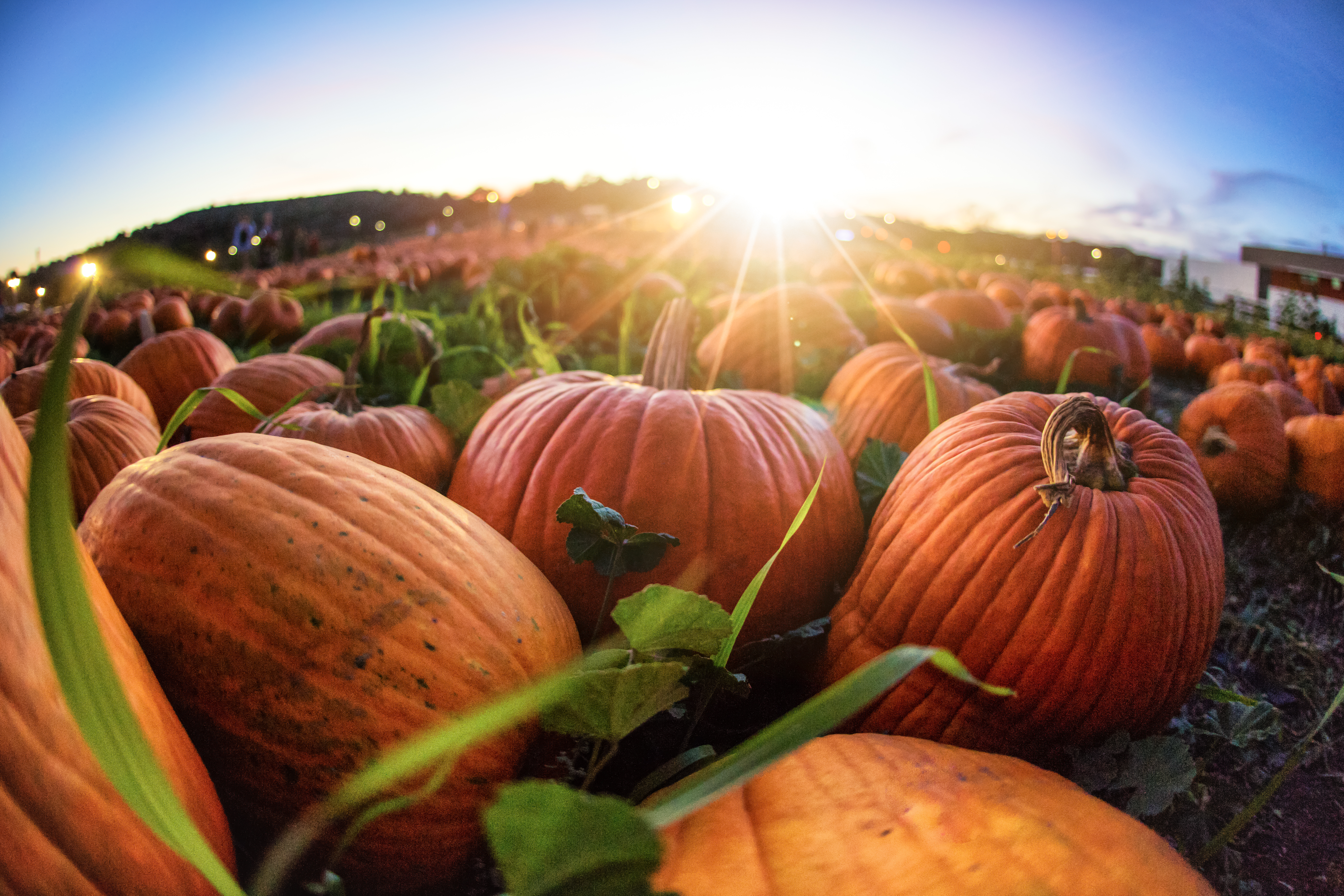 freshpoint-produce-is it really pumpkin you’re buying in those cans