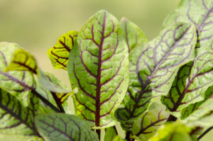 FreshPoint | Hearts of Fire Sorrel is the perfect Valentine’s Day garnish.